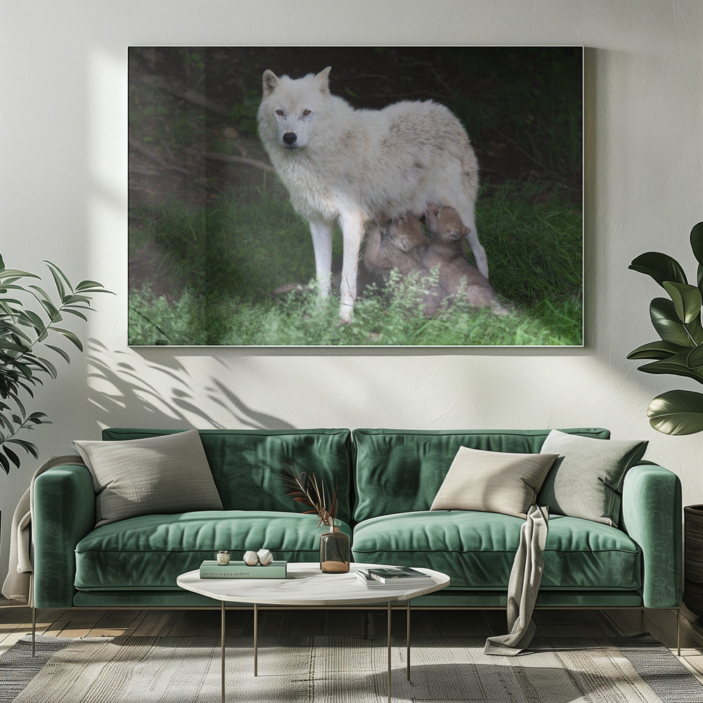 Wall art Arctic Wolves - Remus and Romulus-20X16inches-In White Floating Frame