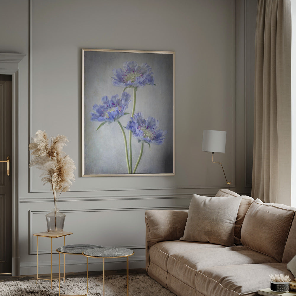 Scabiosa Wall Artwork 0