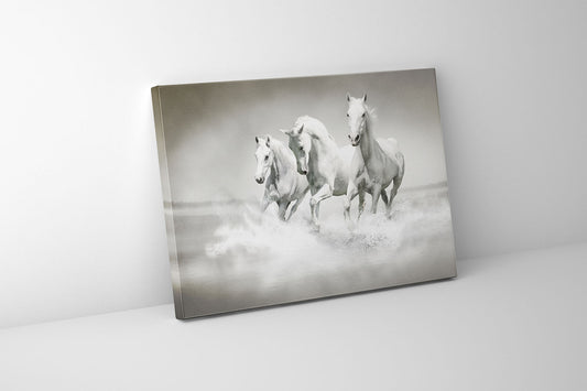 Black and White Stallions - Animal Print Canvas-Fine Art