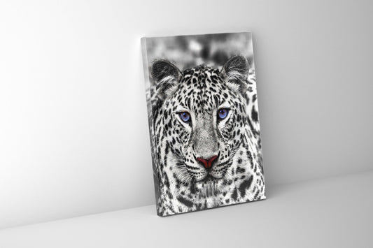 Canvas print-Blue Eyed White Tiger- Wildlife art