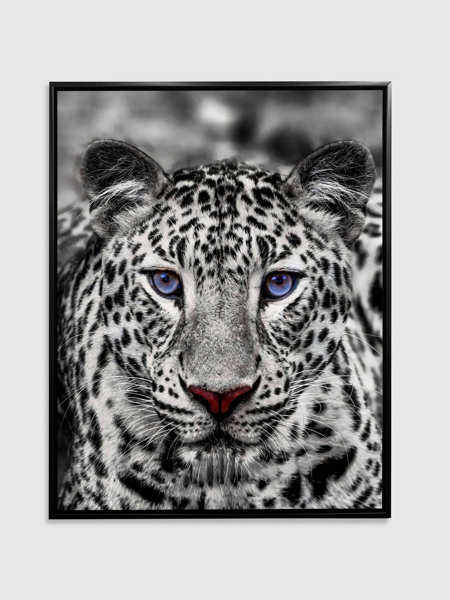 Canvas print-Blue Eyed White Tiger- Wildlife art