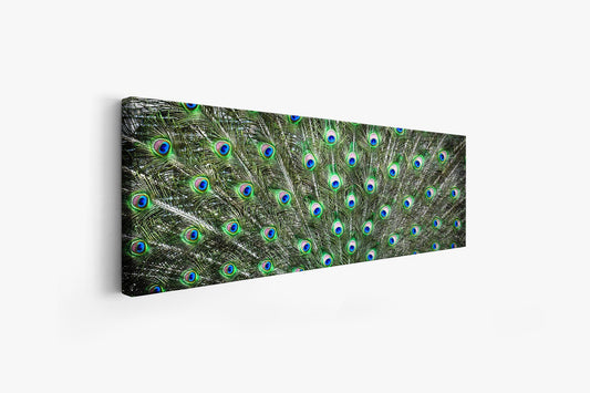 Large Canvas Wall art-Peacock Feathers-Nature Artwork