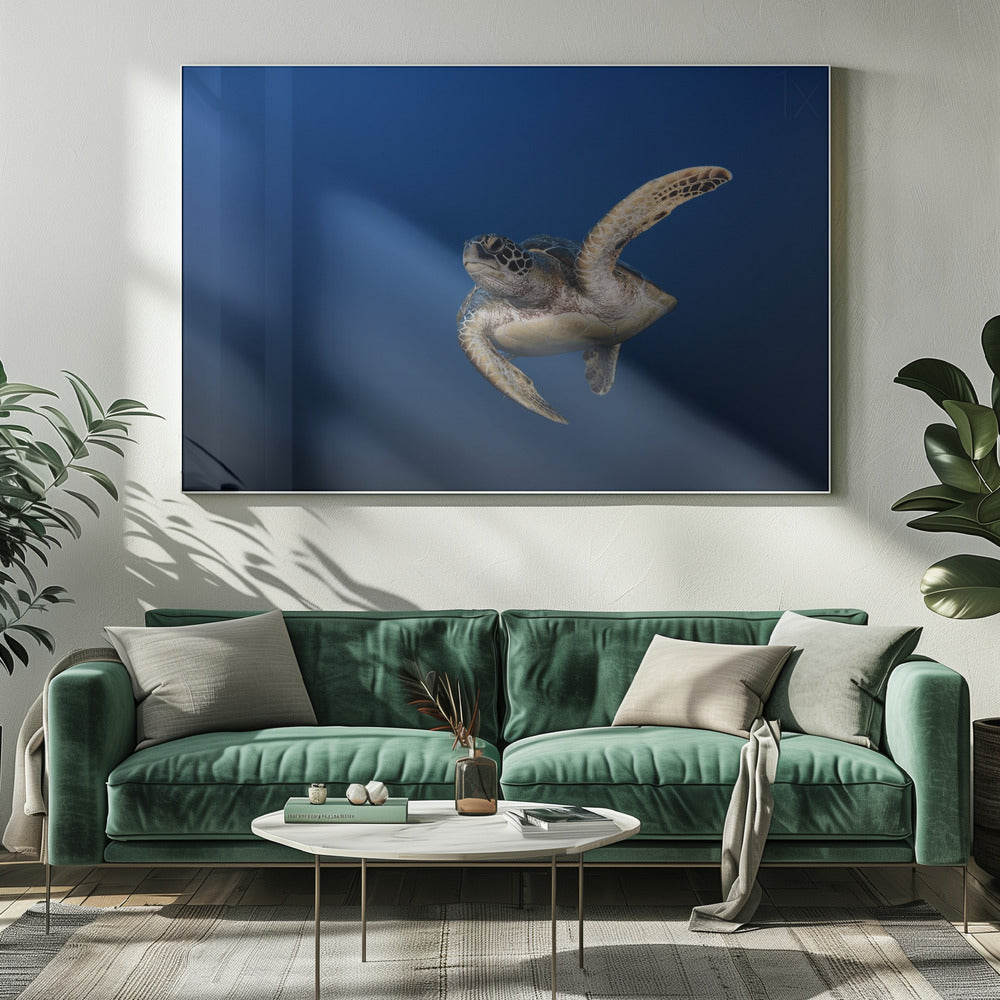 Wall art Green Turtle-20X16inches-In White Floating Frame