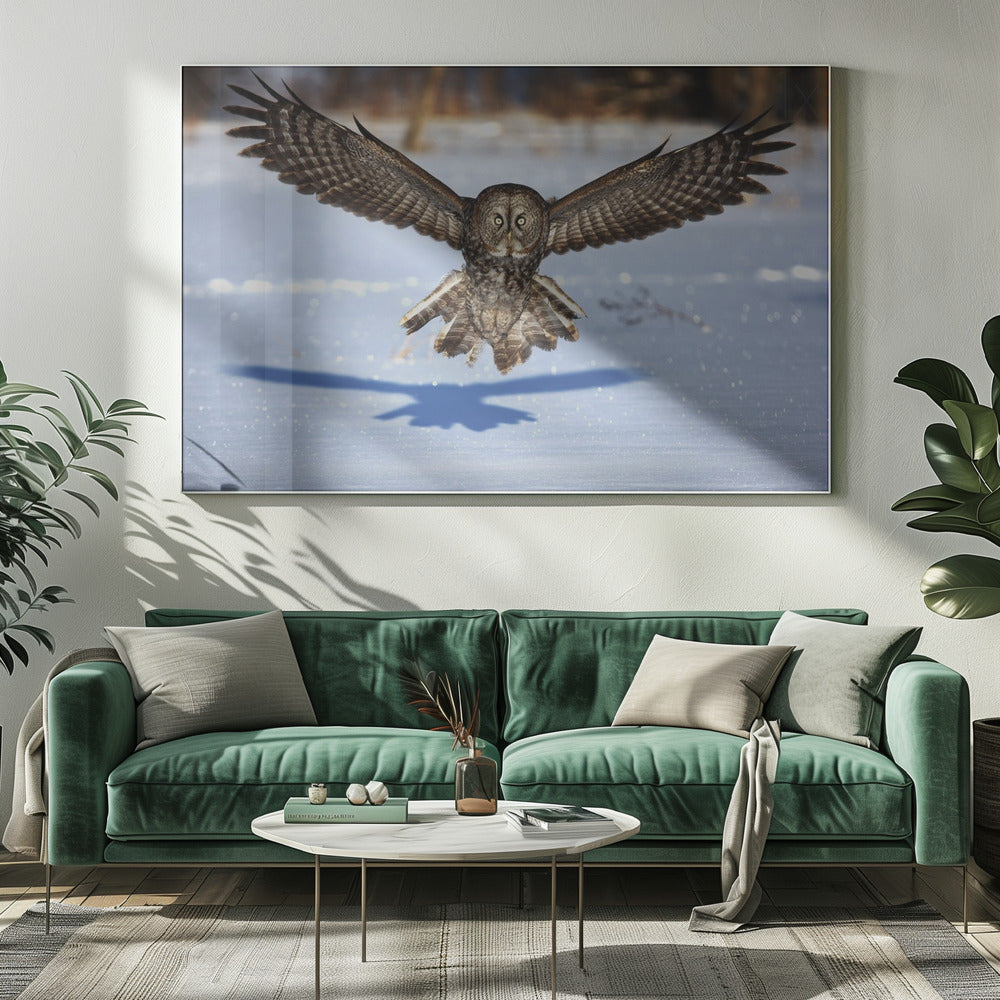 Wall art In your face - Great Grey Owl-20X16inches-In White Floating Frame