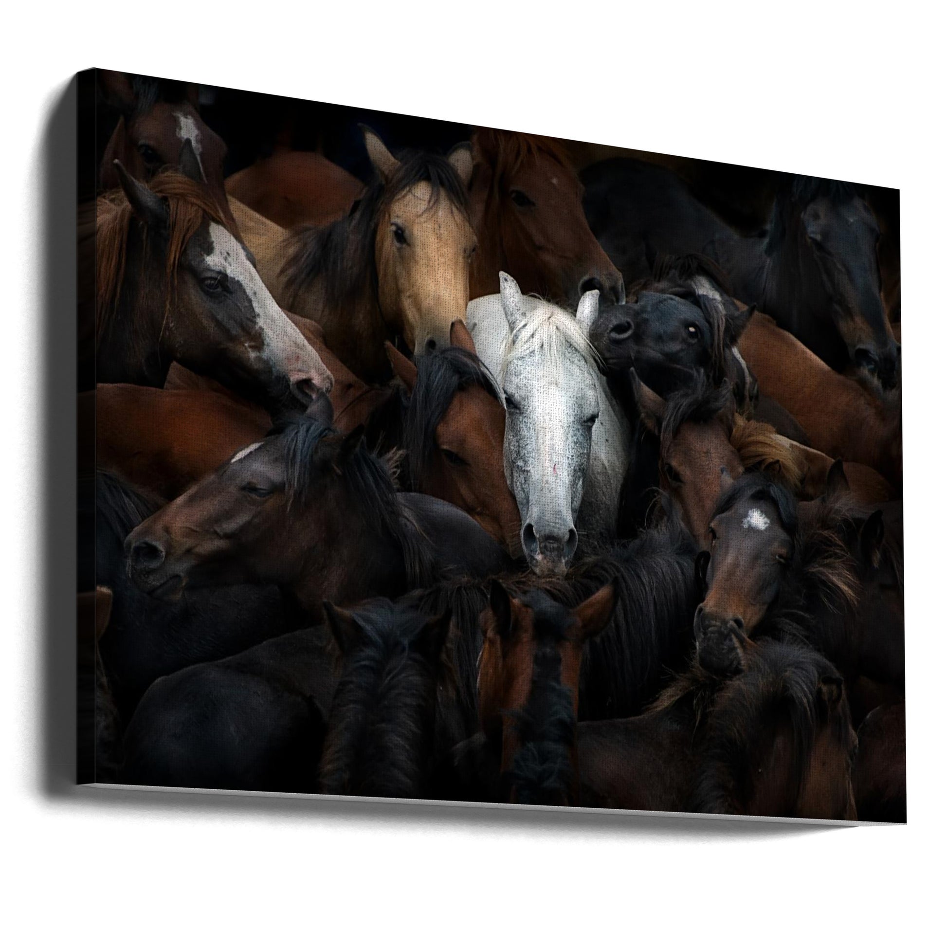 Wall art of majestic white horse among a herd. Gallery Wrap