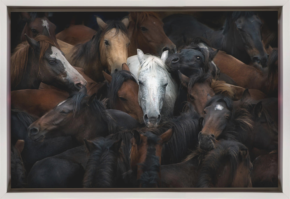 Wall art of majestic white horse among a herd with white frame