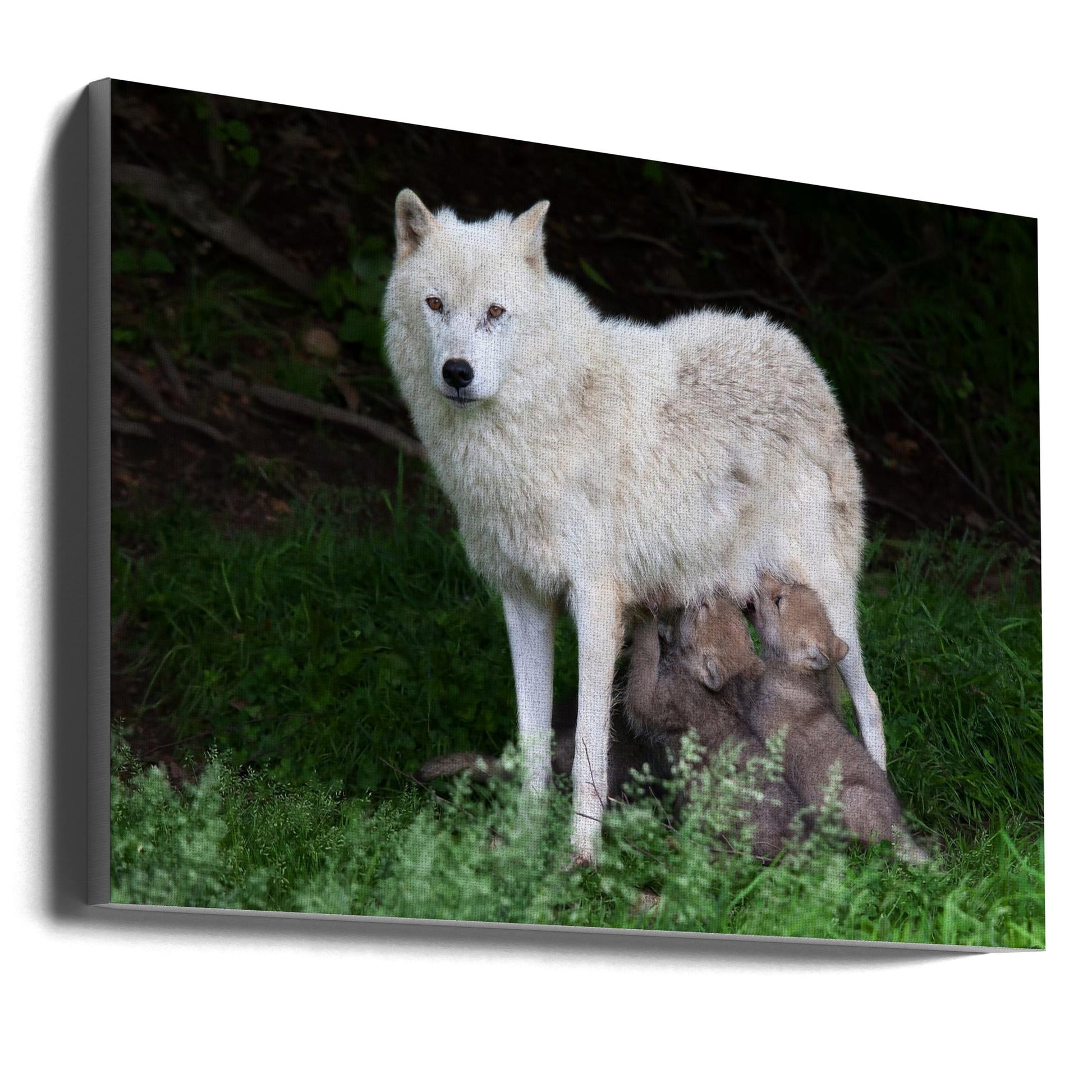 Wall art Arctic Wolves - Remus and Romulus-36X24inches-Gallery Wrapped (Ready to Hang)