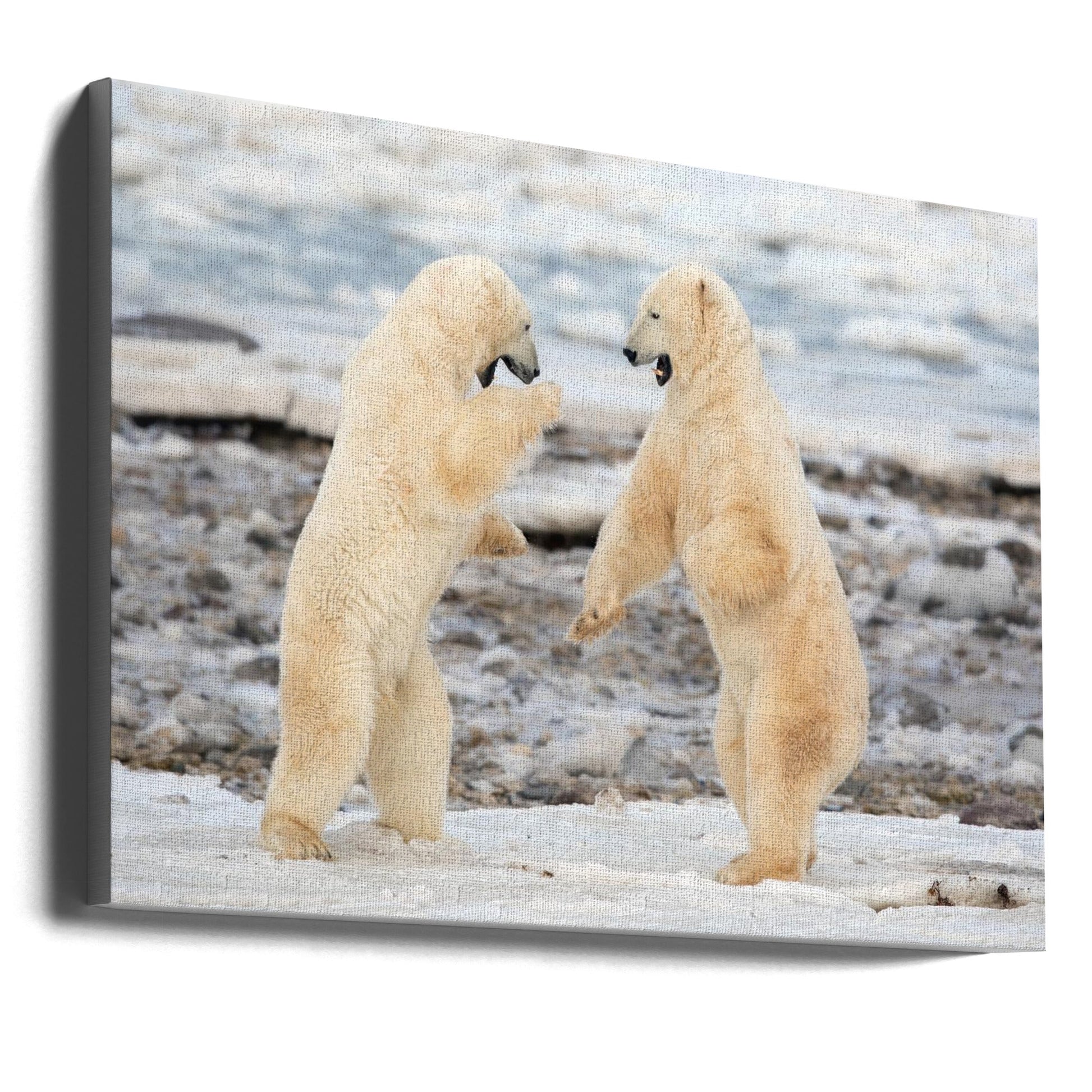 Wall art Fight !-36X24inches-Gallery Wrapped (Ready to Hang)