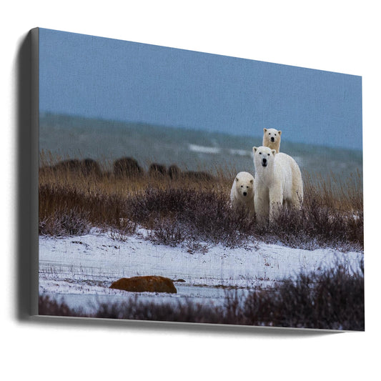 Wall art Mother bear with cubs, Hudson bay in the background-36X24inches-Gallery Wrapped (Ready to Hang)