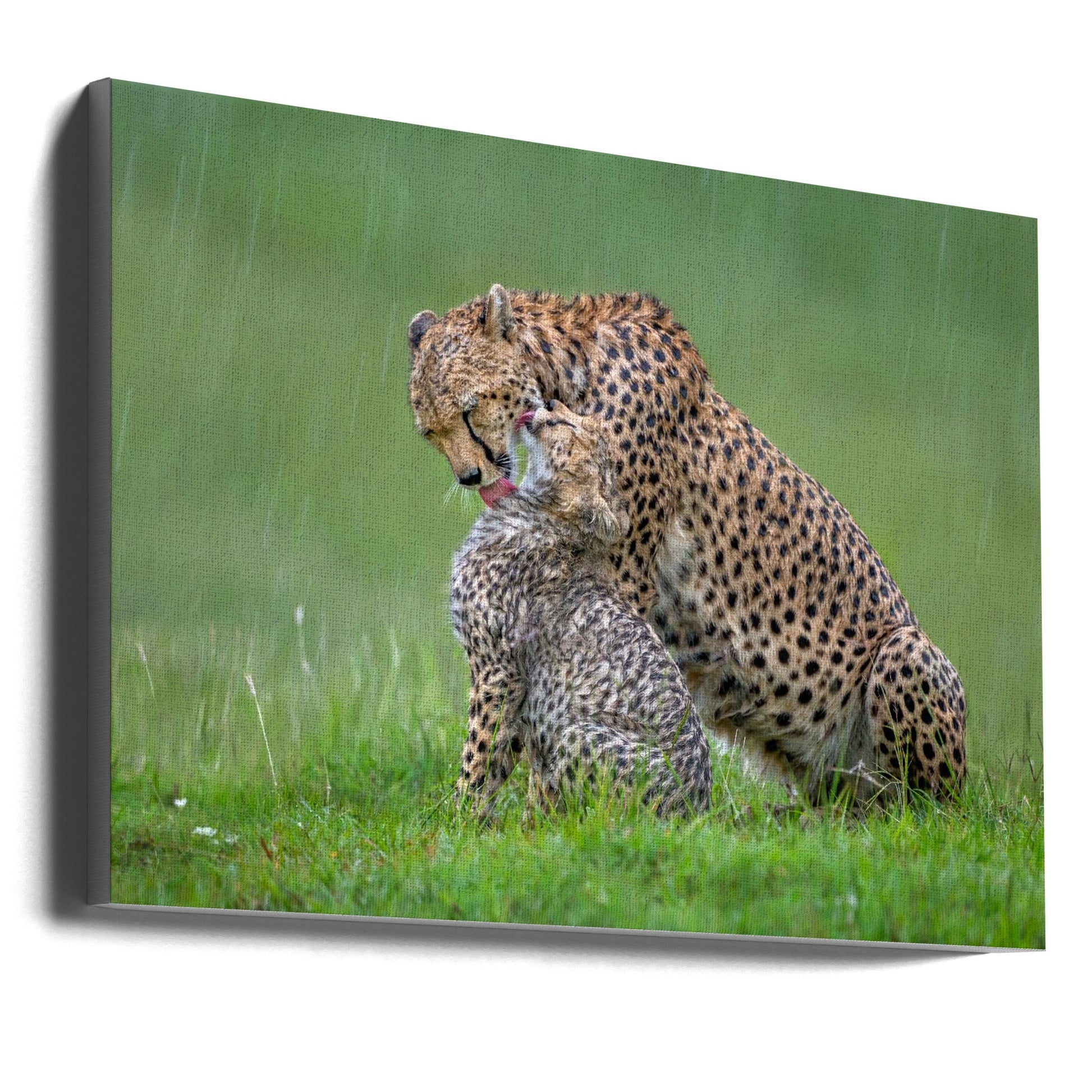canvas prints Cheetah with cub in the rain.Felines36X24inches- Unframed