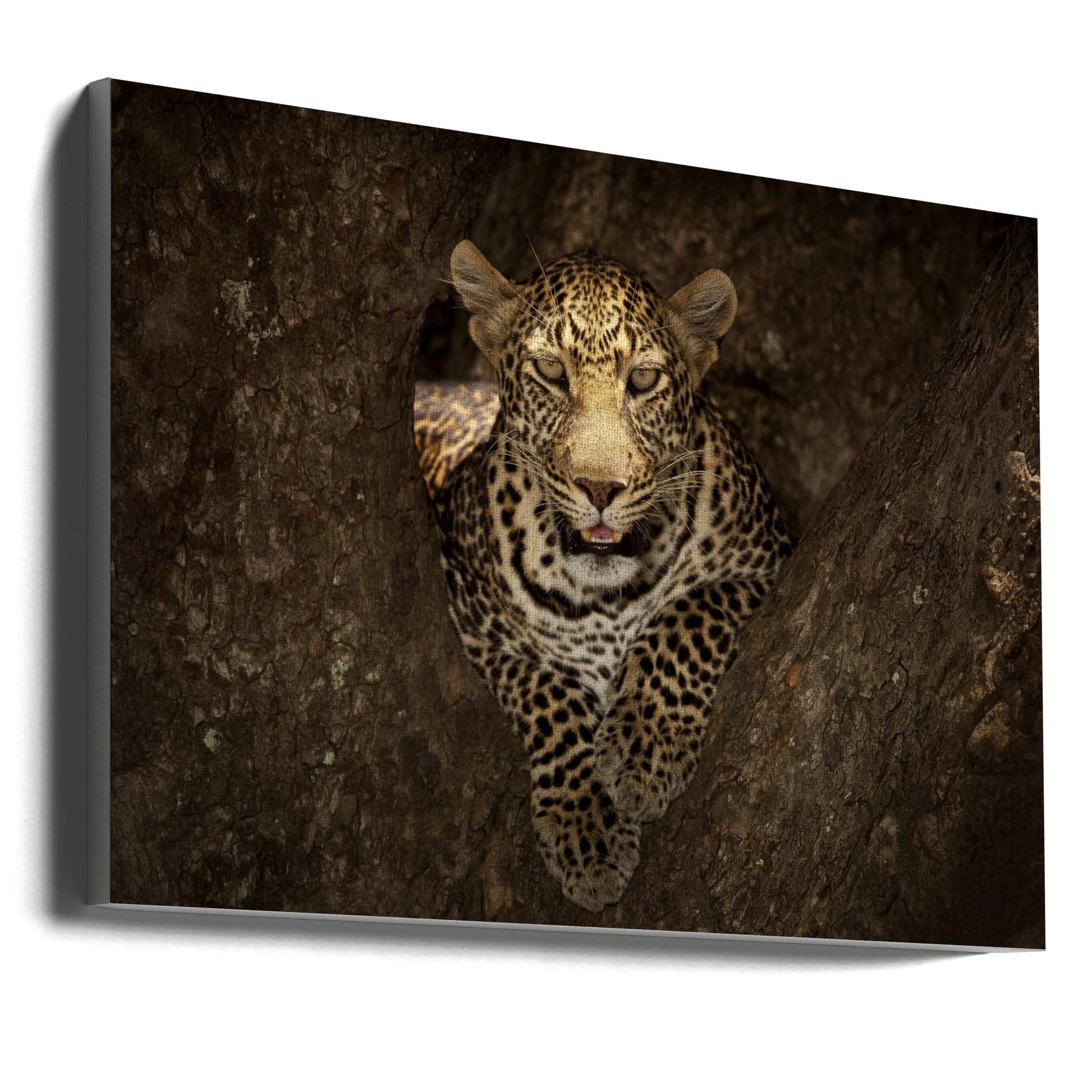 Artwork Leopard Resting on a Tree at Masai Mara36X24inches- Unframed