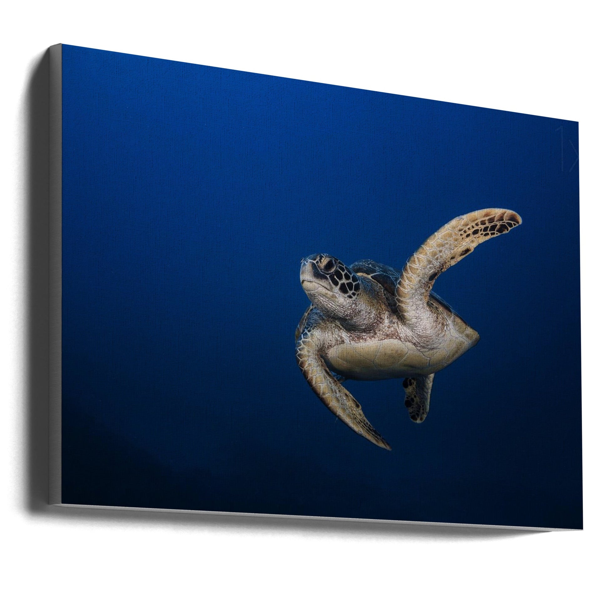 Wall art Green Turtle-36X24inches-Gallery Wrapped (Ready to Hang)