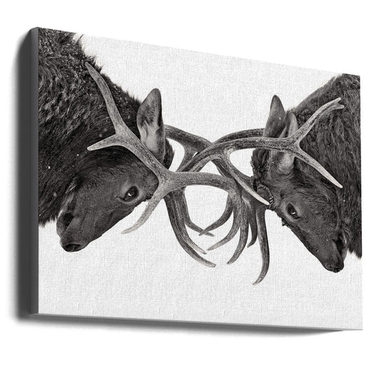 Wall art Eye to Eye - Elk fight-36X24inches-Gallery Wrapped (Ready to Hang)
