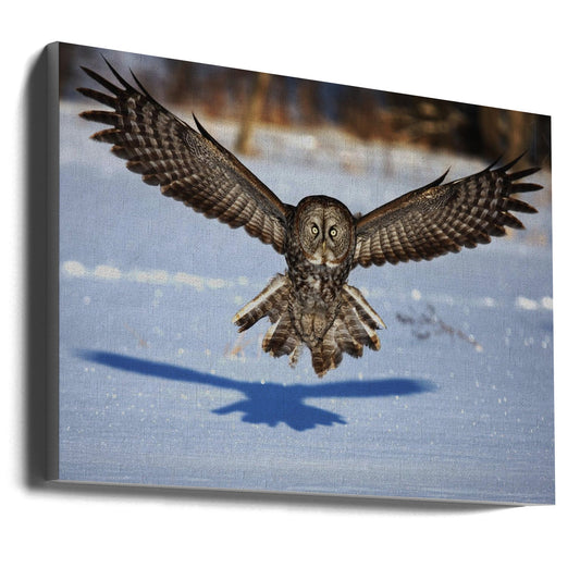 Wall art In your face - Great Grey Owl-36X24inches-Gallery Wrapped (Ready to Hang)