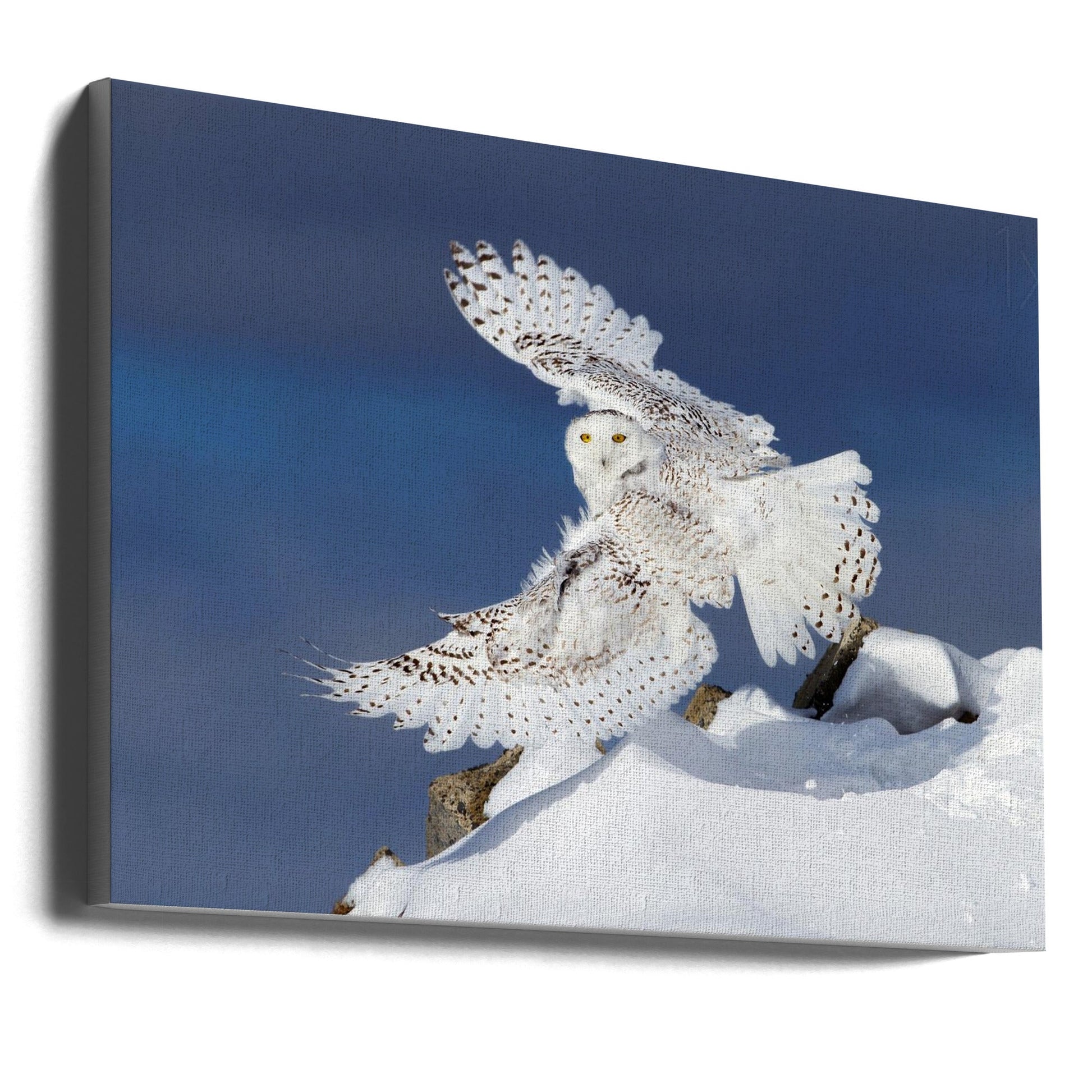 Wall art Snowy Owl in Flight-36X24inches-Gallery Wrapped (Ready to Hang)