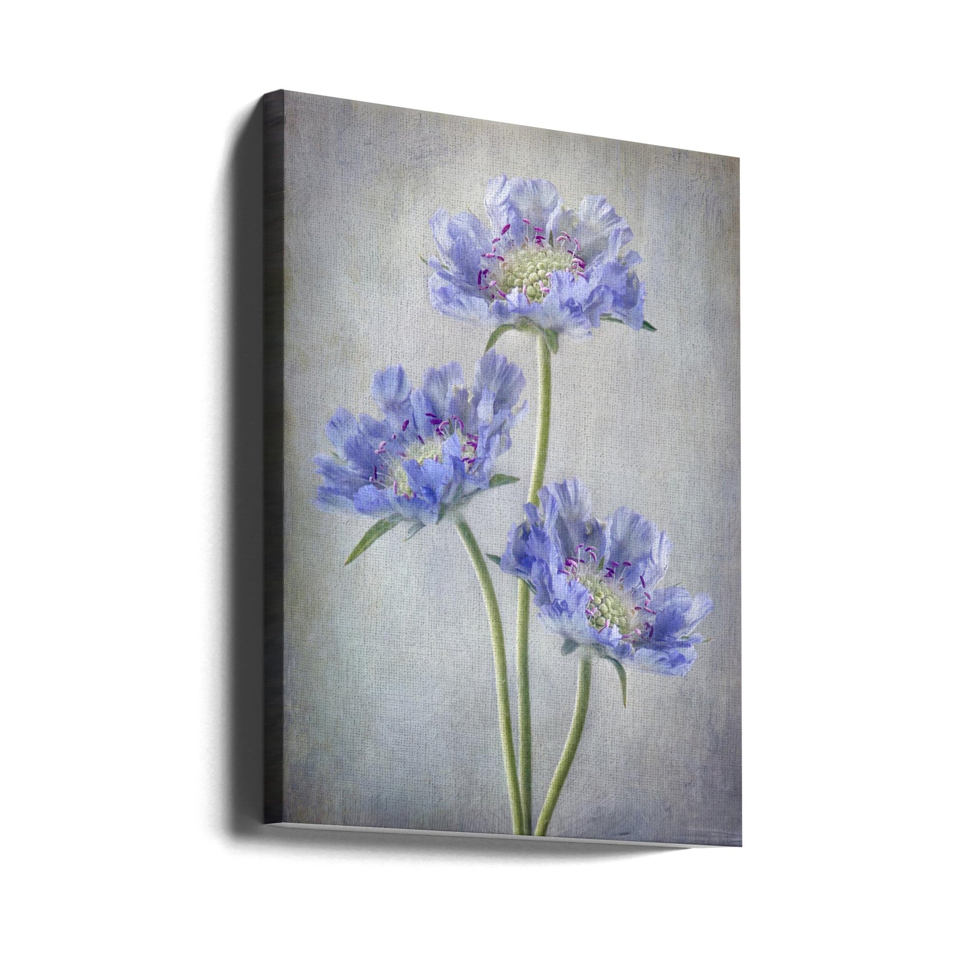 Scabiosa Wall Artwork Gallery Wrapped (Ready to Hang)