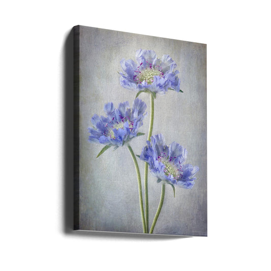 Scabiosa Wall Artwork Gallery Wrapped (Ready to Hang)