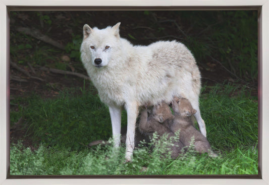 Wall art Arctic Wolves - Remus and Romulus-36X24inches-In Black Floating Frame