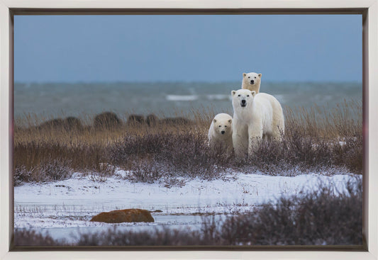 Wall art Mother bear with cubs, Hudson bay in the background-36X24inches-In Black Floating Frame