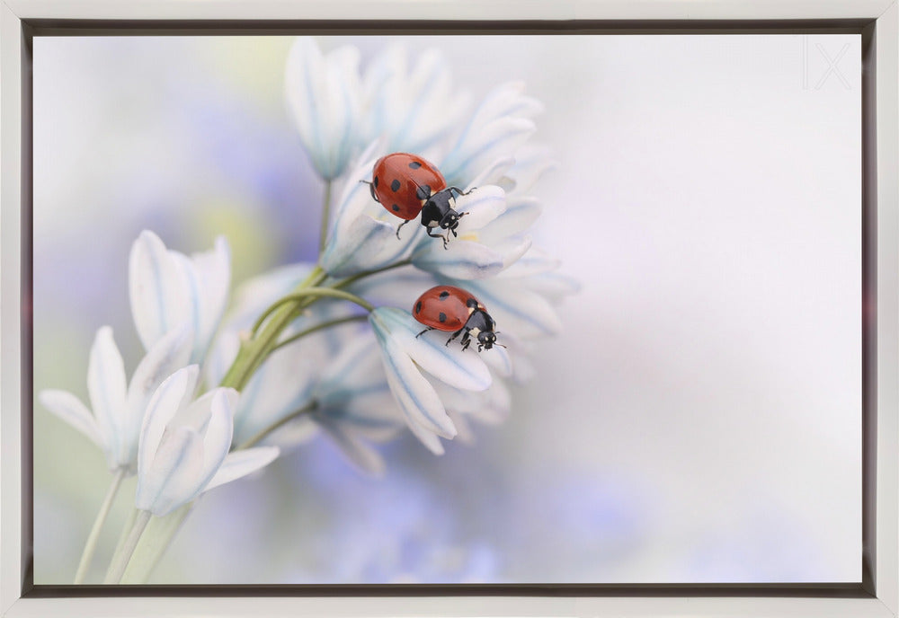 Artwork Ladybirds36X24inches- Black Frame