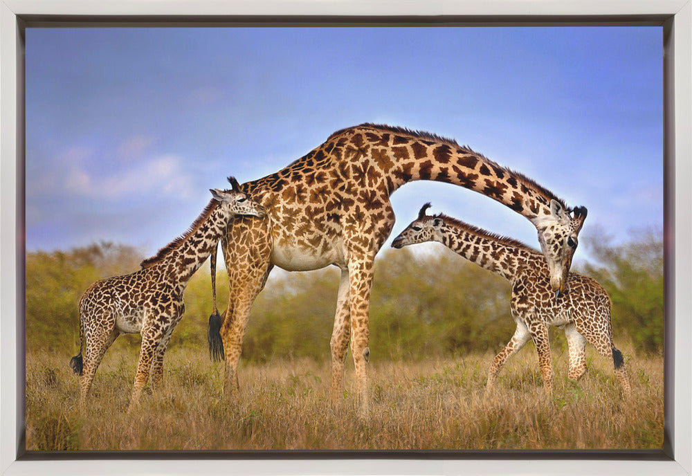 Artwork Giraffe with cubs36X24inches- Black Frame