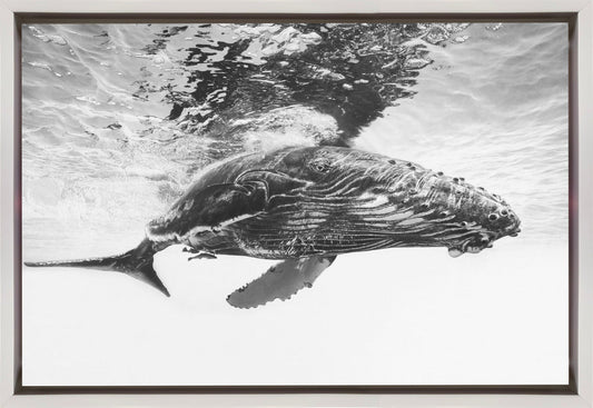 Humpback whale calf Wall Artwork In Black Floating Frame