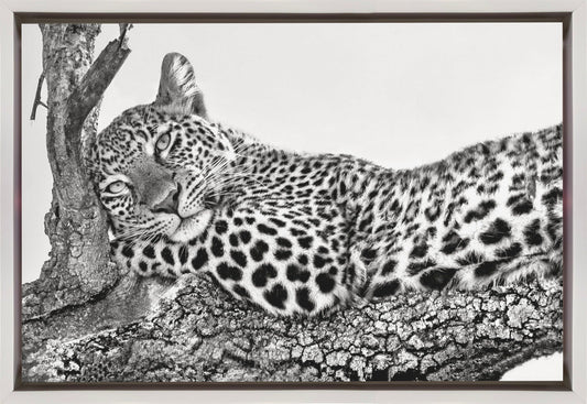 Time to rest Leopard Wall Artwork In Black Floating Frame