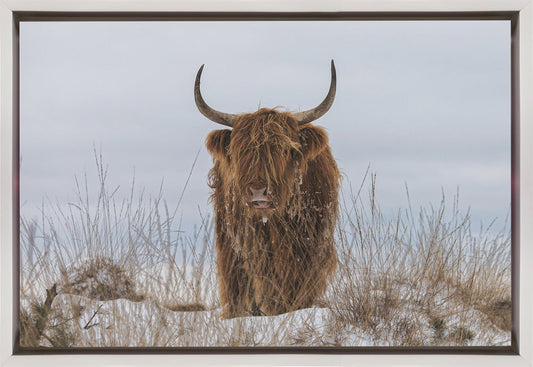 Highlander in Snow Wall Artwork In Black Floating Frame