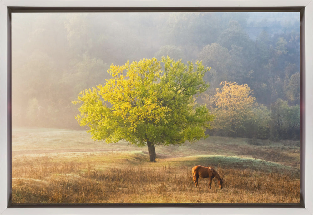 Tree of Life artwok Wall Artwork In Black Floating Frame