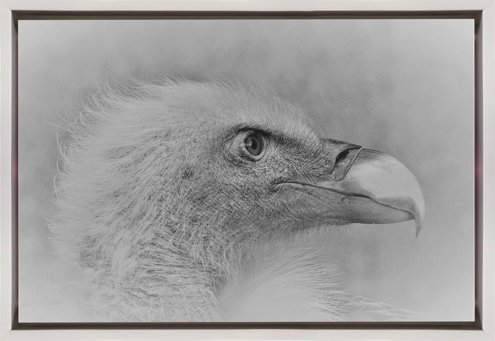 Artwork- Bald eagle-36X24inches-Gallery Wrapped (Ready to Hang)