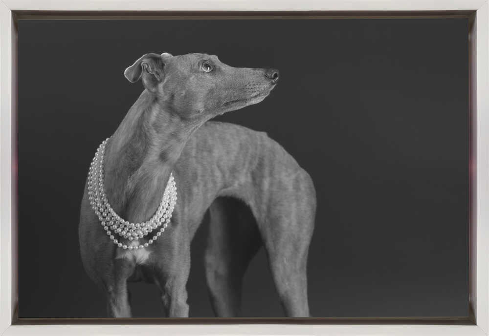 Wall art Whippet girl with the pearl necklace