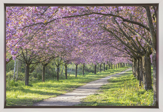 Wall art Idyllic cherry blossom alley