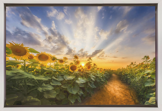 Wall art Path through the sunflower field