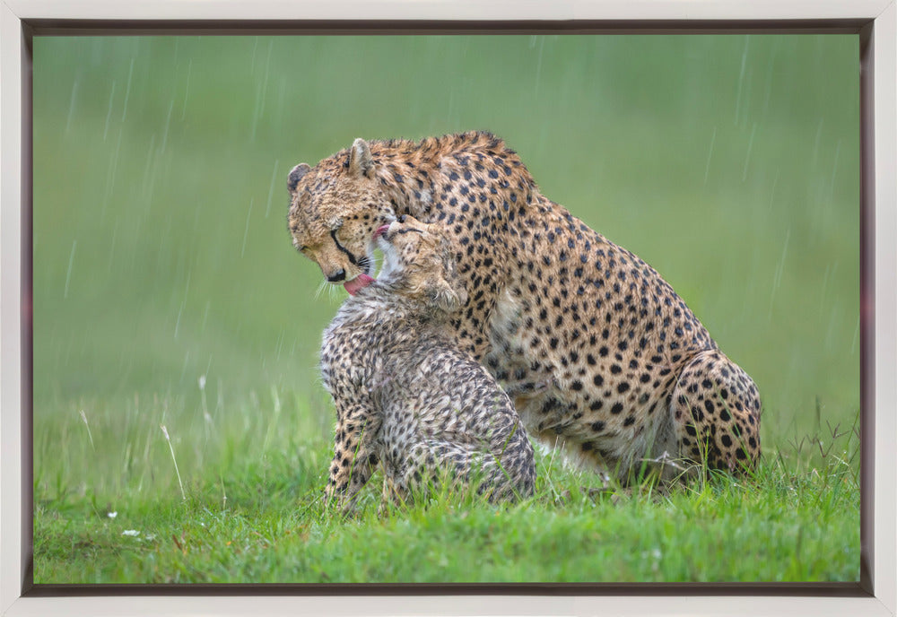 canvas prints Cheetah with cub in the rain.Felines36X24inches- Black Frame