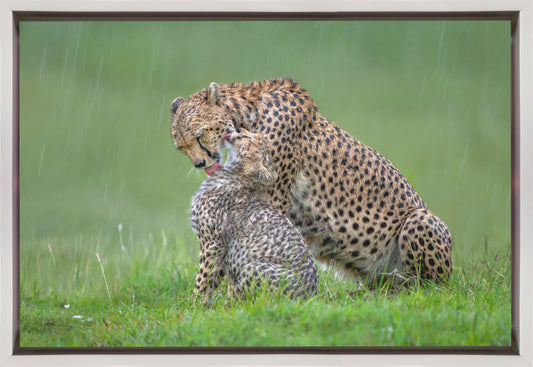 canvas prints Cheetah with cub in the rain.Felines36X24inches- Black Frame