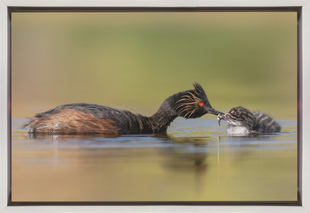 canvas prints Feeding36X24inches- Black Frame