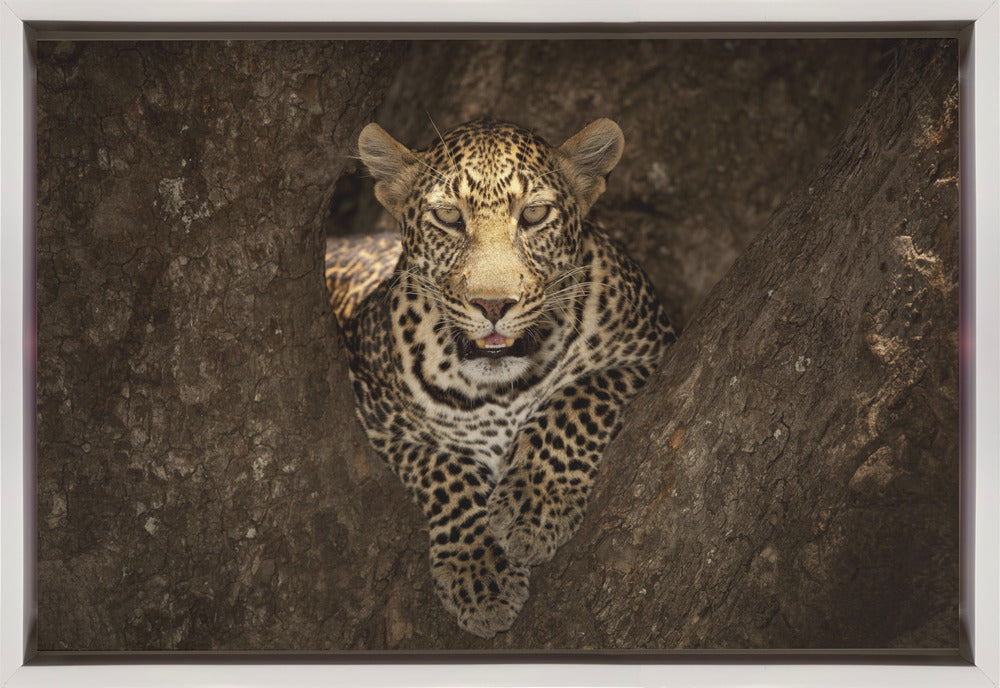 Artwork Leopard Resting on a Tree at Masai Mara36X24inches- Black Frame