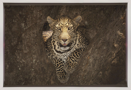 Artwork Leopard Resting on a Tree at Masai Mara36X24inches- Black Frame