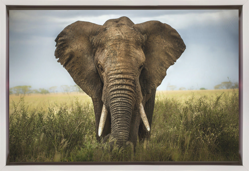 Artwork Encounters in Serengeti. Elephant36X24inches- Black Frame