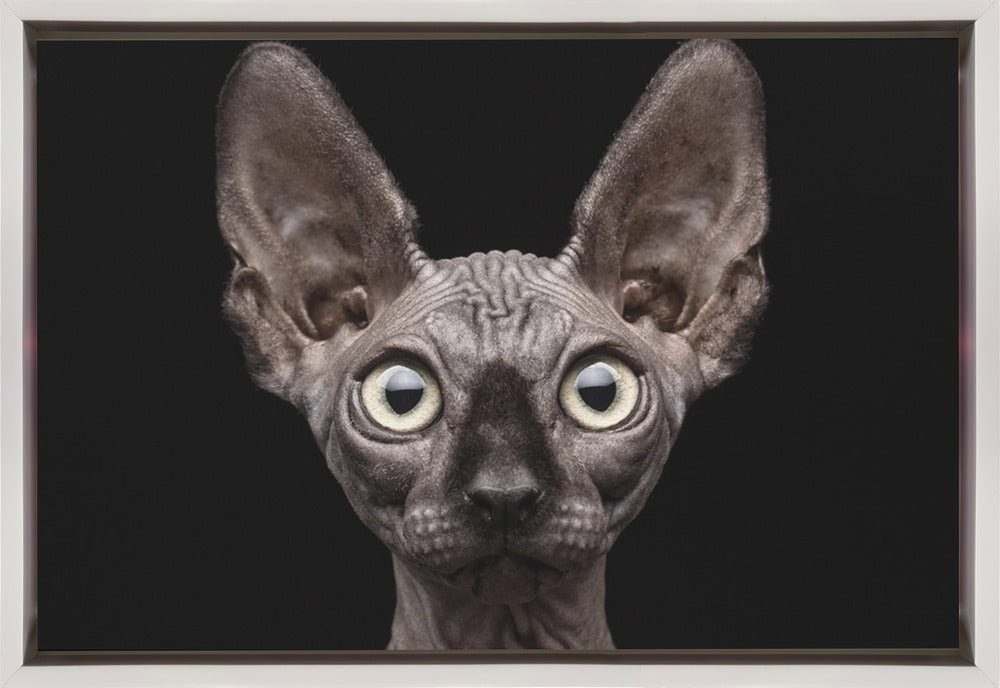 Artwork Sphynx Cat36X24inches- Black Frame