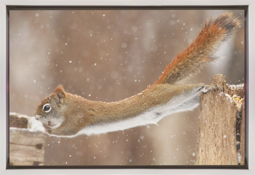 Wall art The Acrobat-36X24inches-In Black Floating Frame