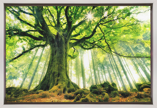 Ponthus' Beech Wall Artwork In Black Floating Frame