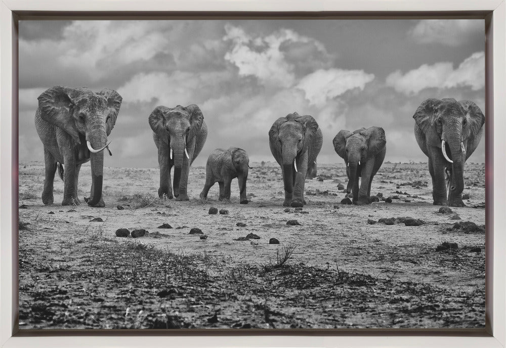 Artwork Big Family. Elephants36X24inches- Black Frame