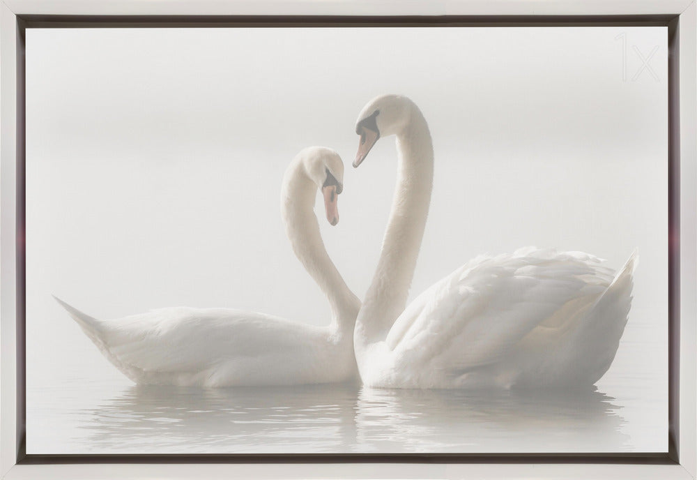 Artwork Forever. Swam36X24inches- Black Frame