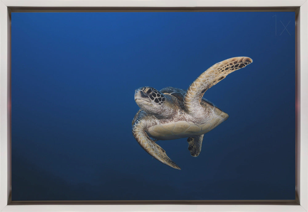 Wall art Green Turtle-36X24inches-In Black Floating Frame
