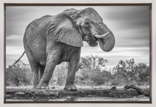 Artwork Standing Proud. Elephant36X24inches- Black Frame