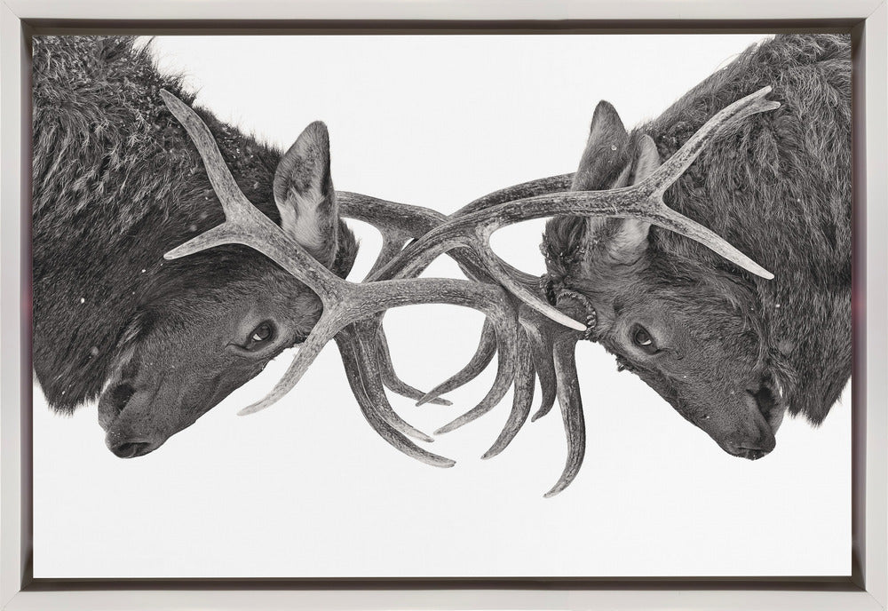 Wall art Eye to Eye - Elk fight-36X24inches-In Black Floating Frame