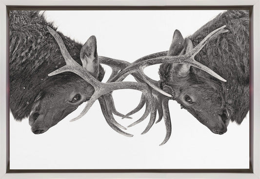 Wall art Eye to Eye - Elk fight-36X24inches-In Black Floating Frame