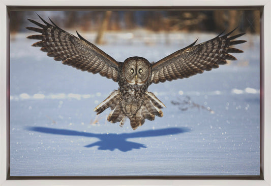 Wall art In your face - Great Grey Owl-36X24inches-In Black Floating Frame