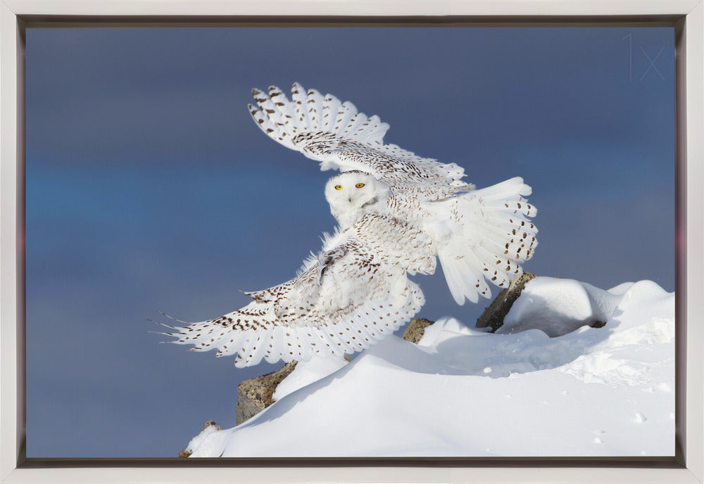 Wall art Snowy Owl in Flight-36X24inches-In Black Floating Frame